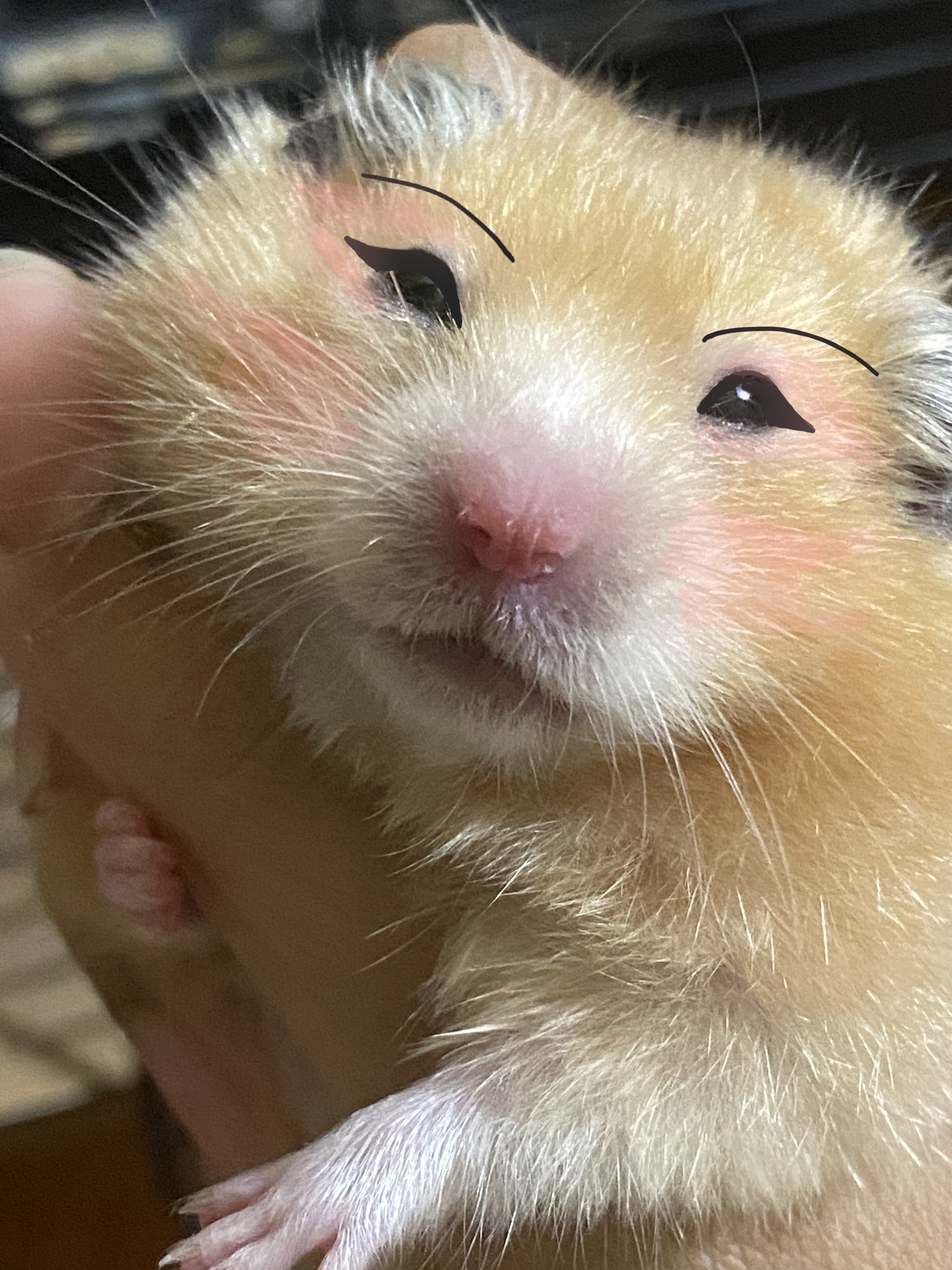 Goodbye Mèo – brillbro